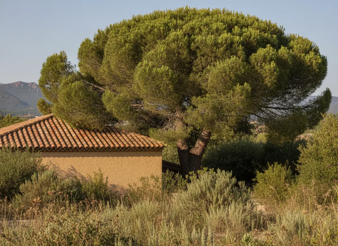 Pin parasol dense frôlant une toiture avant élagage à La Tour de Mare, Fréjus