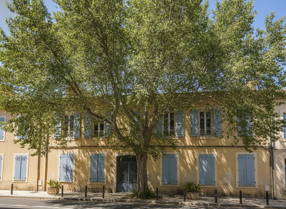 Platane touffu débordant sur une rue avant élagage en centre de Fréjus